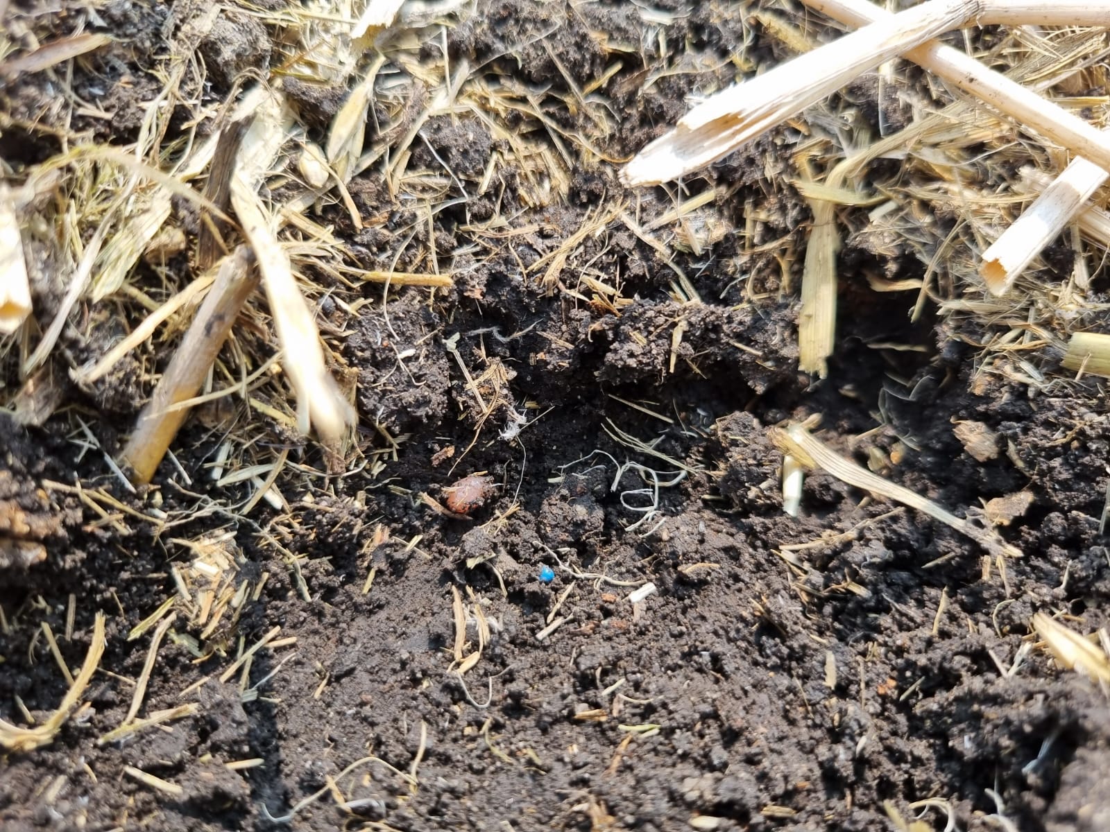 Seed placed in narrow slit with minimal disturbance